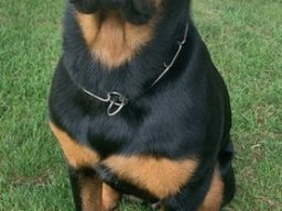 brody 1